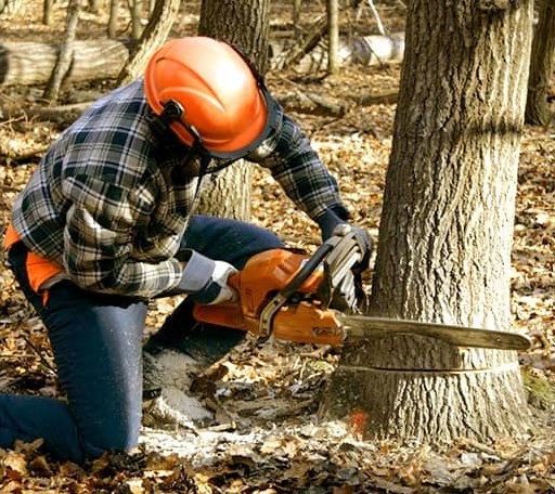 Tree Removal in Goldthwaite, TX
